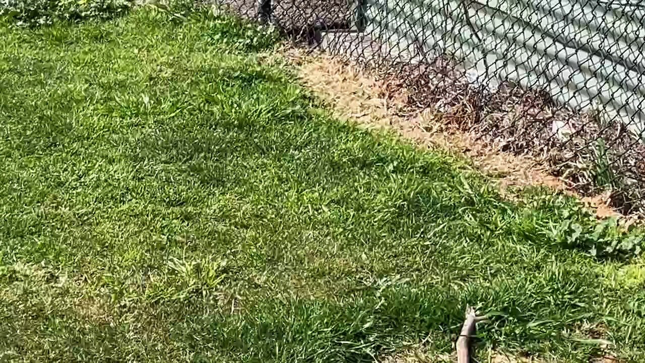Strathfieldsaye Dodgers baseballer Callum Bolton.