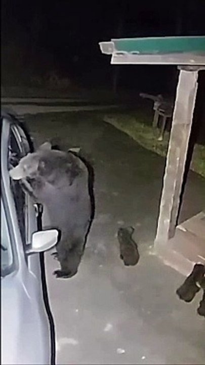 Devinez qui a cassé la vitre de la voiture