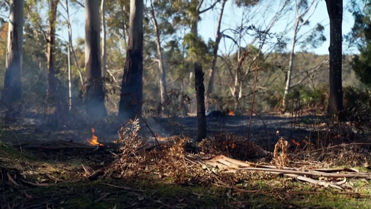 Firesticks group teaches Aboriginal cultural burning practices to help Tasmanians maintain country