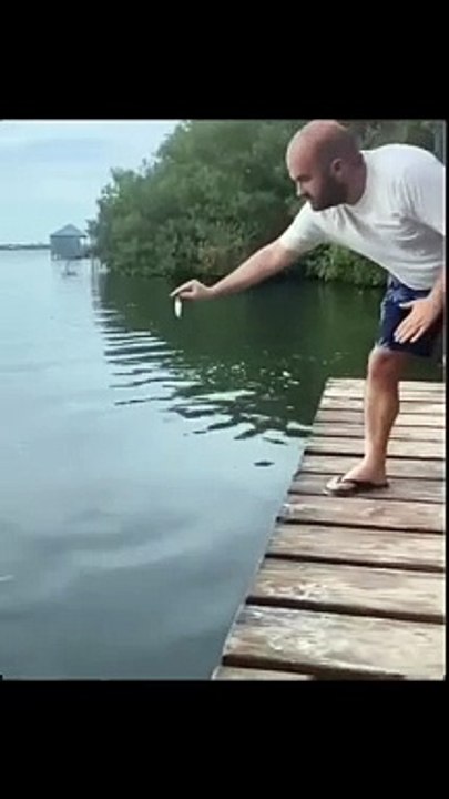 Feeding fish