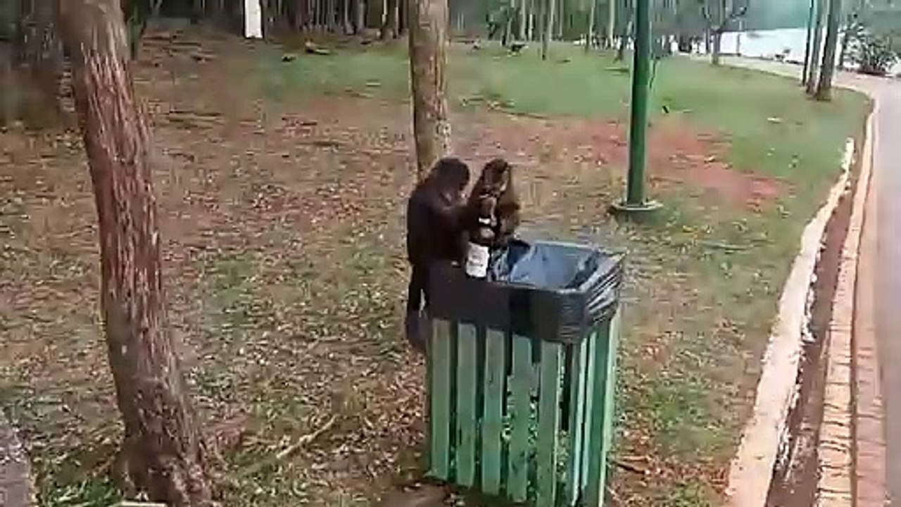 Macaquinho é flagrado 'bebendo cerveja' no Lago Municipal de Cascavel