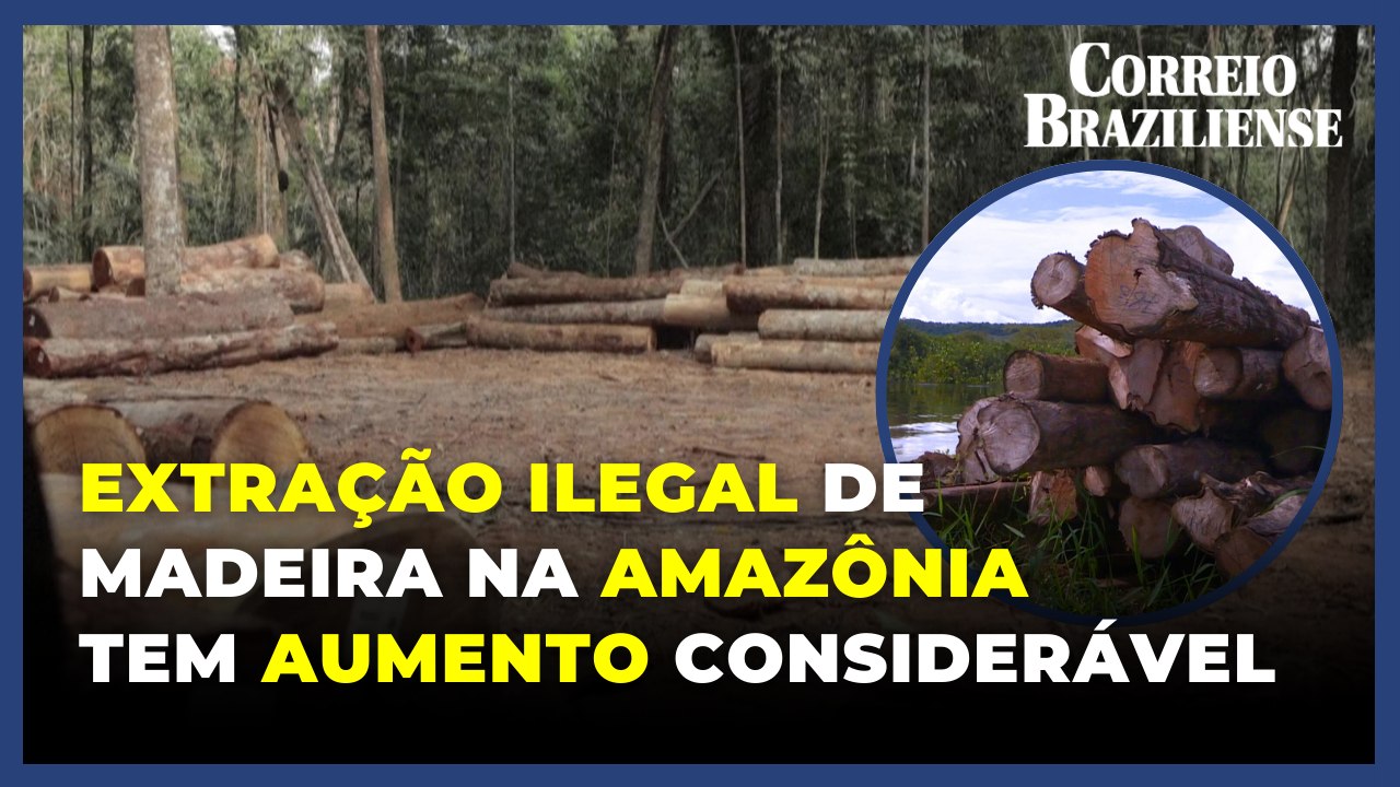 Relatório aponta que extração ilegal de madeira na Amazônia aumentou 19% em um ano