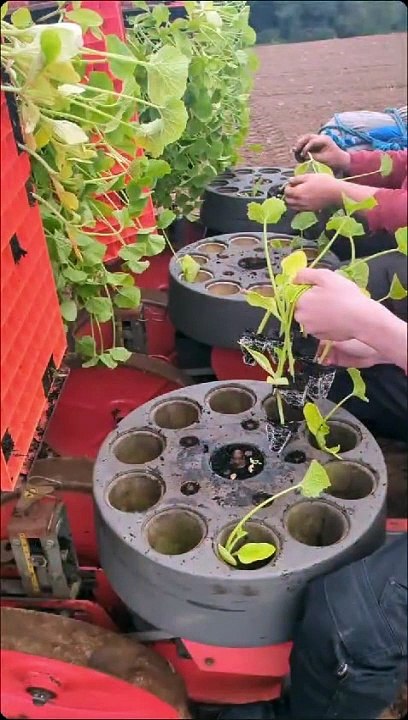 Watch the Amazing 12-Month Pumpkin Growth at Laganvale Farm 🎃
