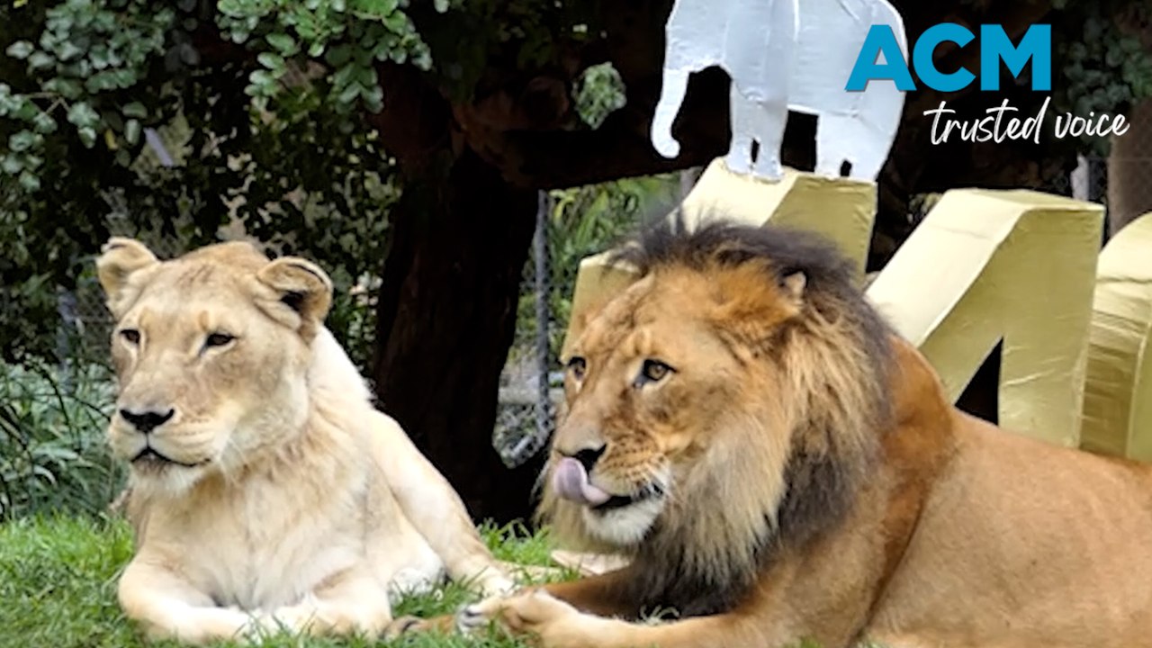 Heartbroken lioness euthanised after partner's death