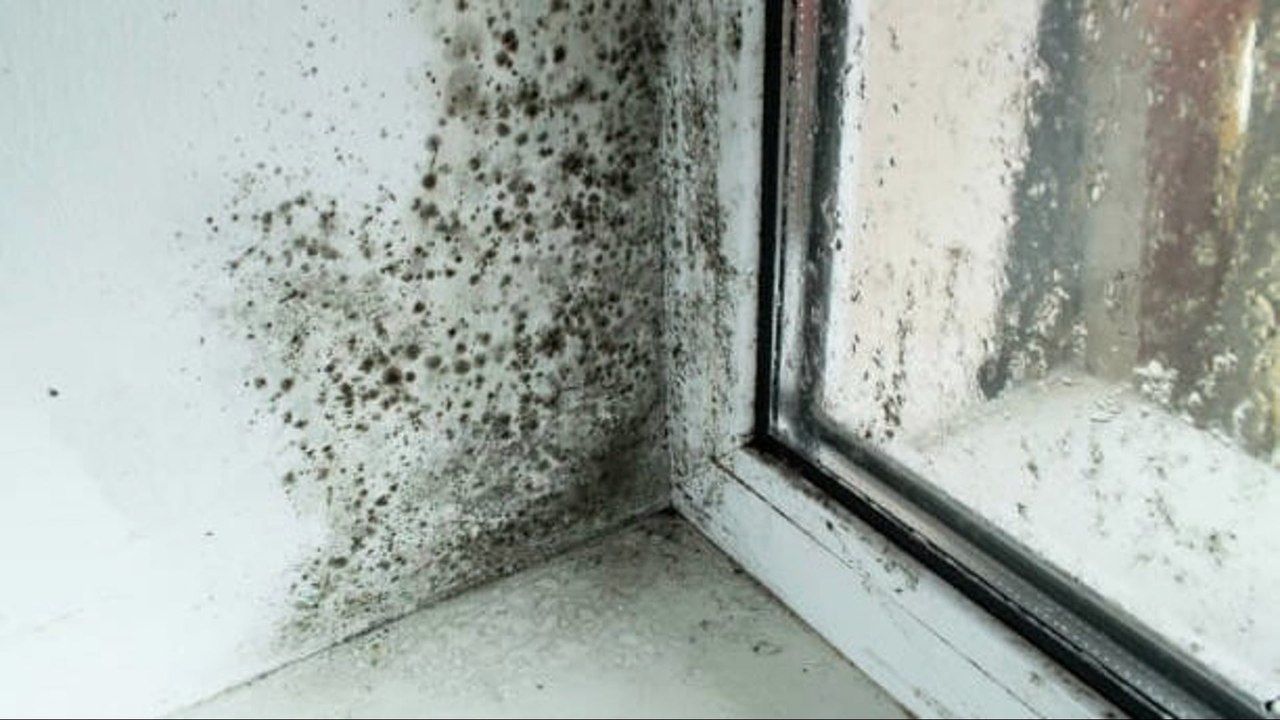 Estas Plantas Eliminan El Moho Y La Condensación De Tu Casa