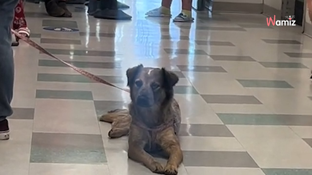 Deze hond denkt dat hij gaat wandelen met zijn baasje: de eindbestemming zorgt voor kippenvel (video)