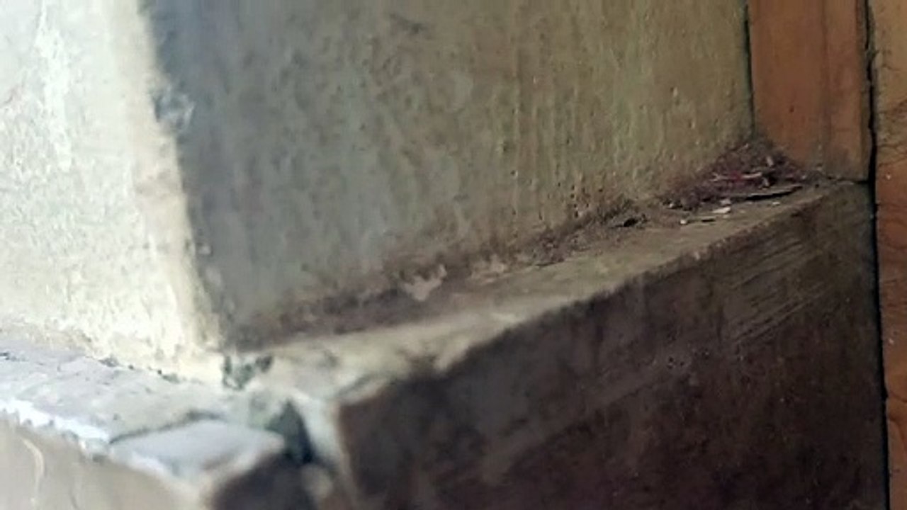 vika and vova jump video | vika vova jump live original video | vika and vova death video