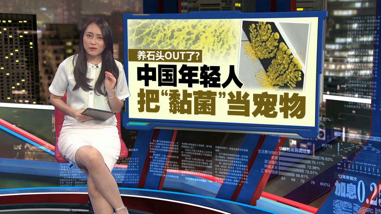 继掀起“宠物石头”热潮后  中国年轻人养黏菌当宠物