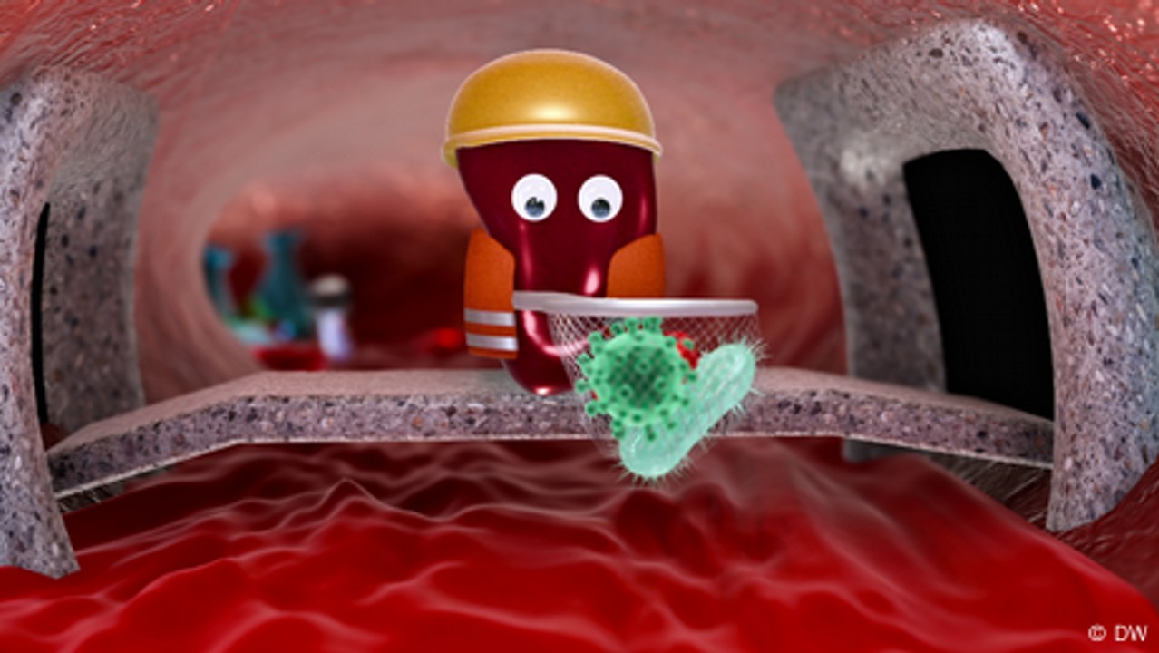 What does the spleen do?