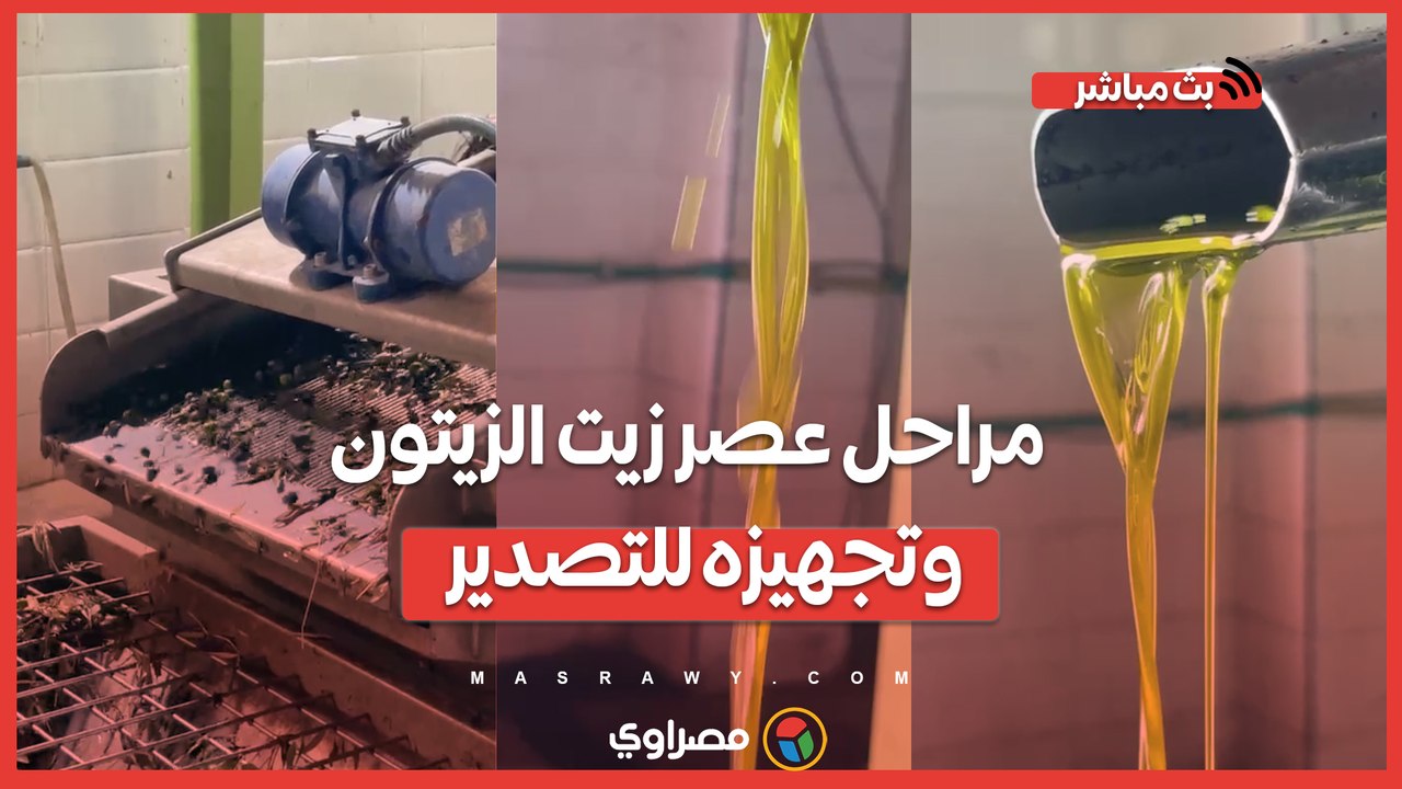 من حقول الإسماعيلية إلى أسواق أوروبا.. مراحل عصر زيت الزيتون وتجهيزه للتصدير