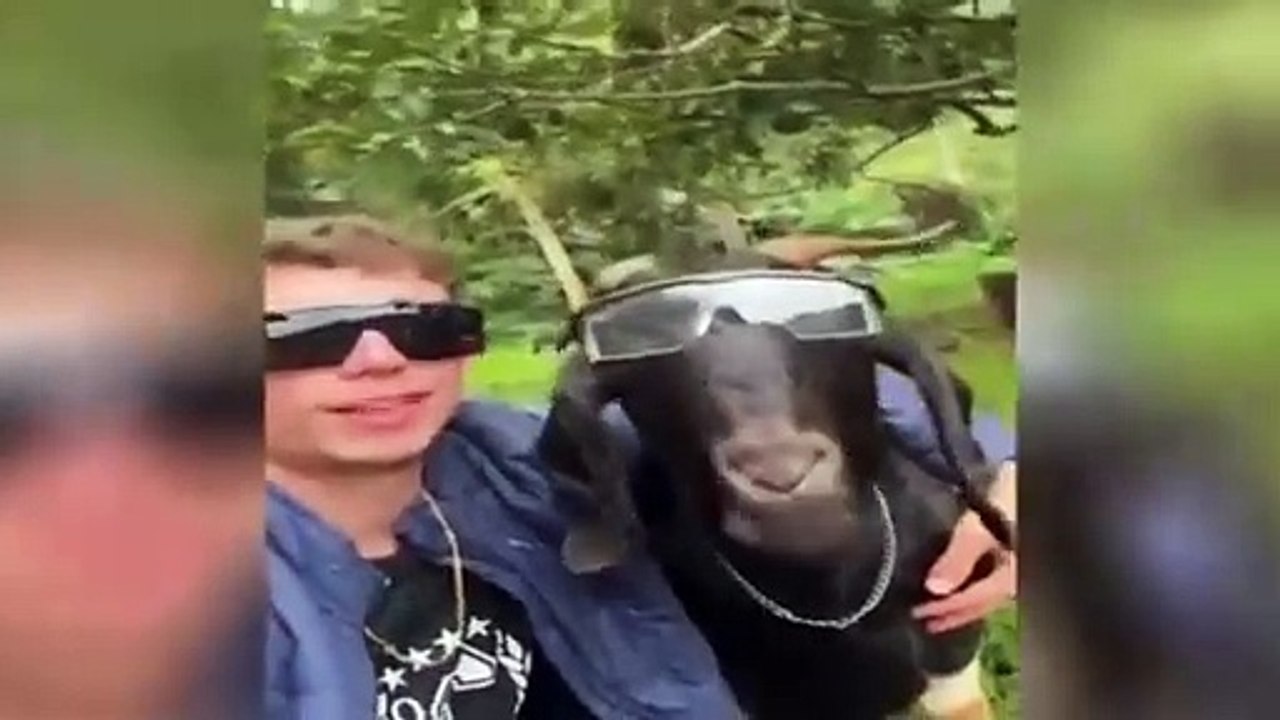 Kitten’s Hilarious Reaction #funny #fails #pets #laugh #cats