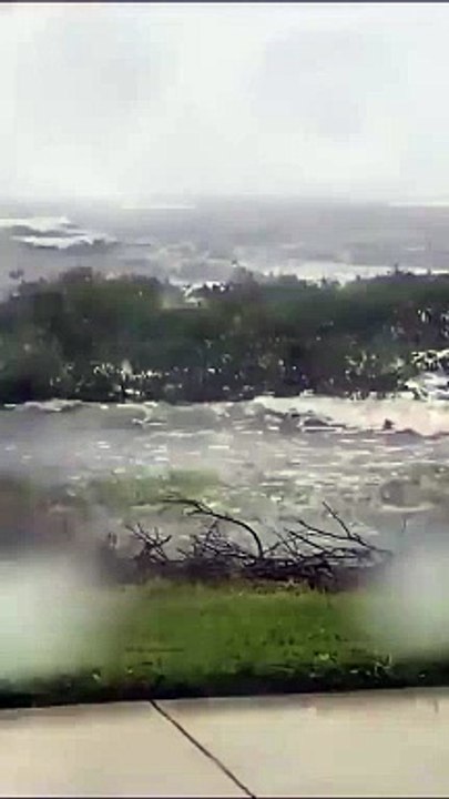 Discover Why Mangroves Are Vital for Our Planet 🌿