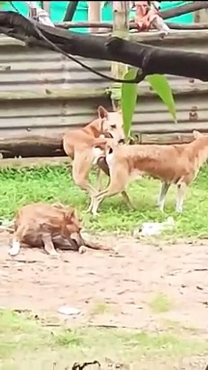 Mating of Dogs#Mating#Animals mating#animal's growing process