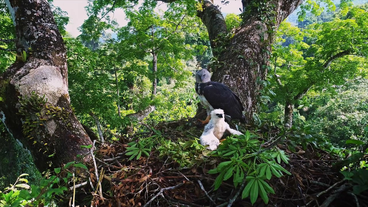 Secret Amazon: Into the Wild trailer