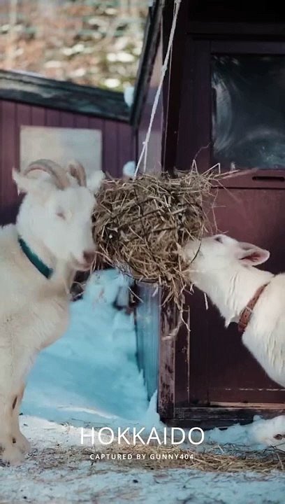 「korollue出金」旭山アニメーション物园