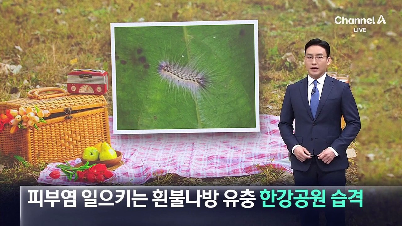 한강공원 점령한 미국흰불나방 유충…피부 닿으면 염증 유발