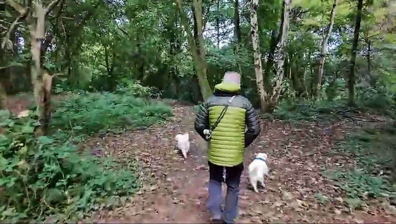 An Autumn dog walk shot on a DJI Neo drone