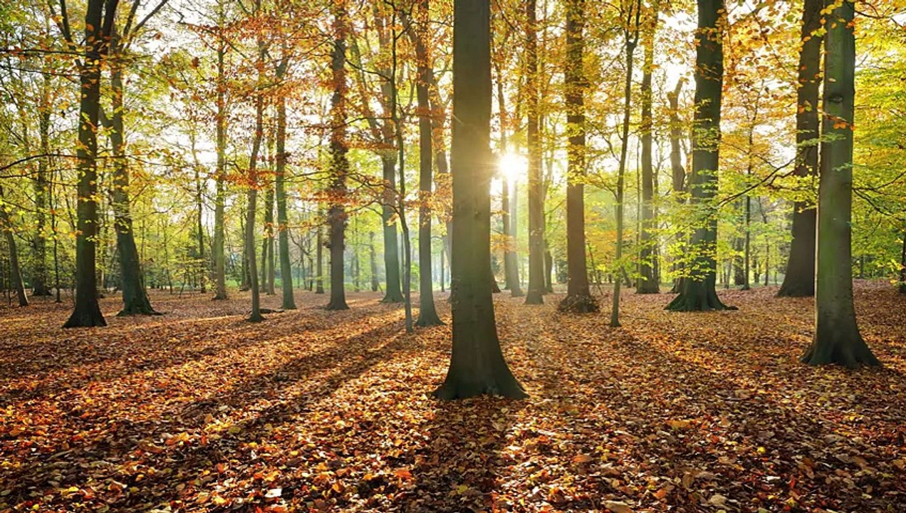 Audiolibro Mi licantropo - 01