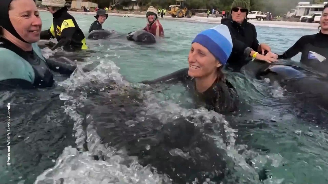 Rescate de ballenas en Autralia