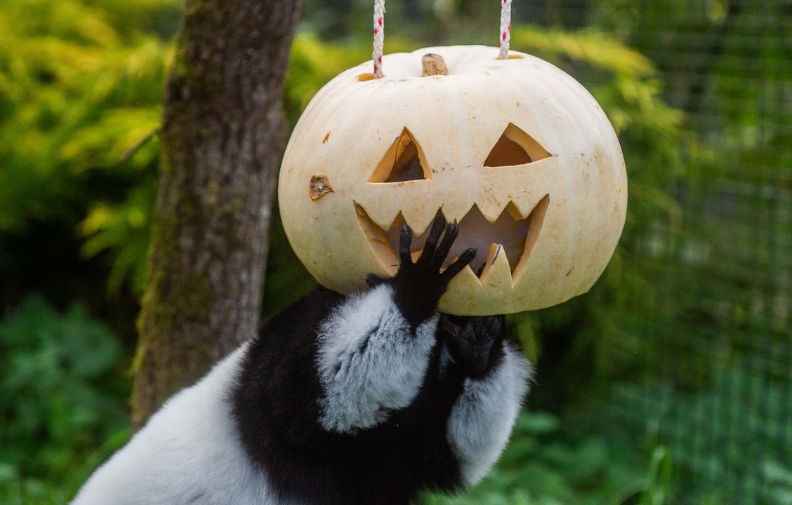 The Animals at Five Sisters Zoo get in the spirit for Spooky Season