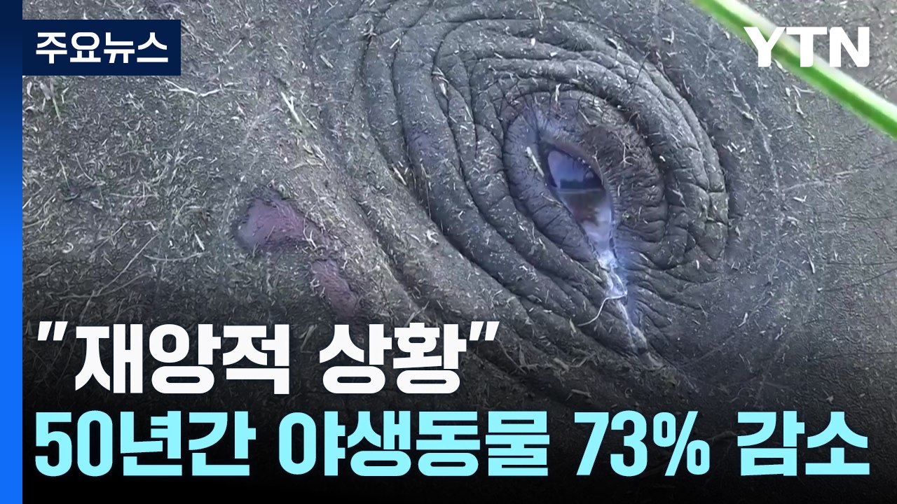 "재앙적 상황"...50년간 야생동물 73% 사라져 / YTN