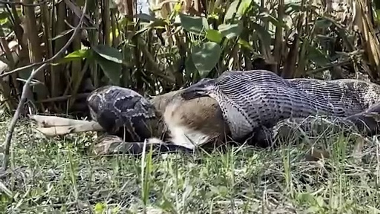 Píton engole um veado inteiro