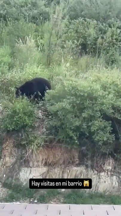 Un oso pardo visitó la casa de Evangelina Anderson