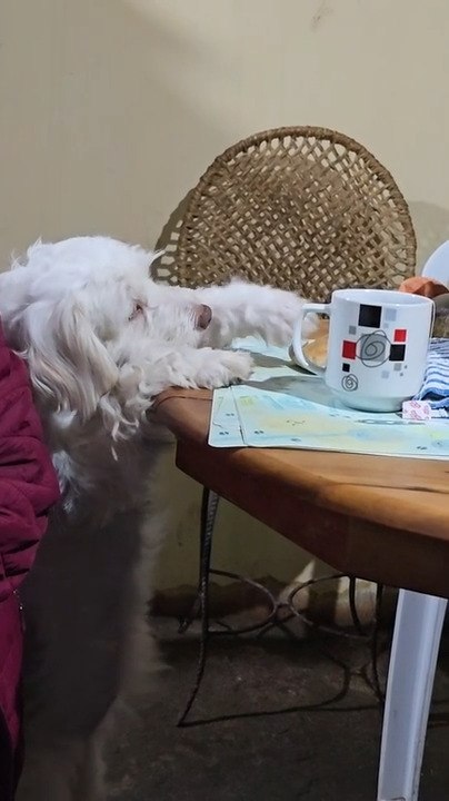 Dog Tries to Get Bread from Table