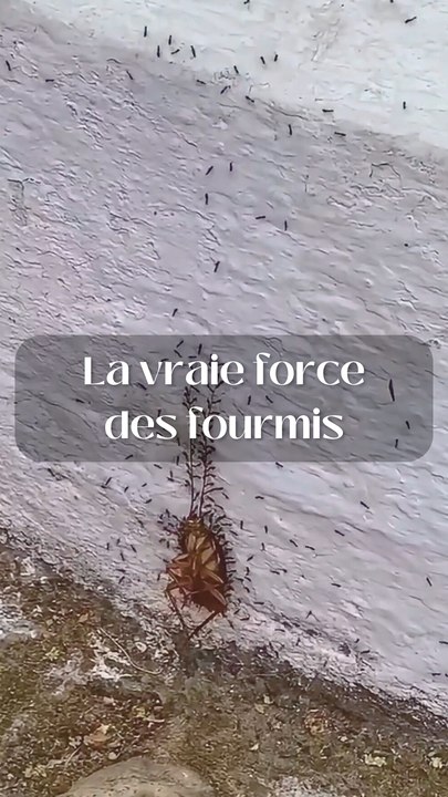 La vraie force des fourmis !