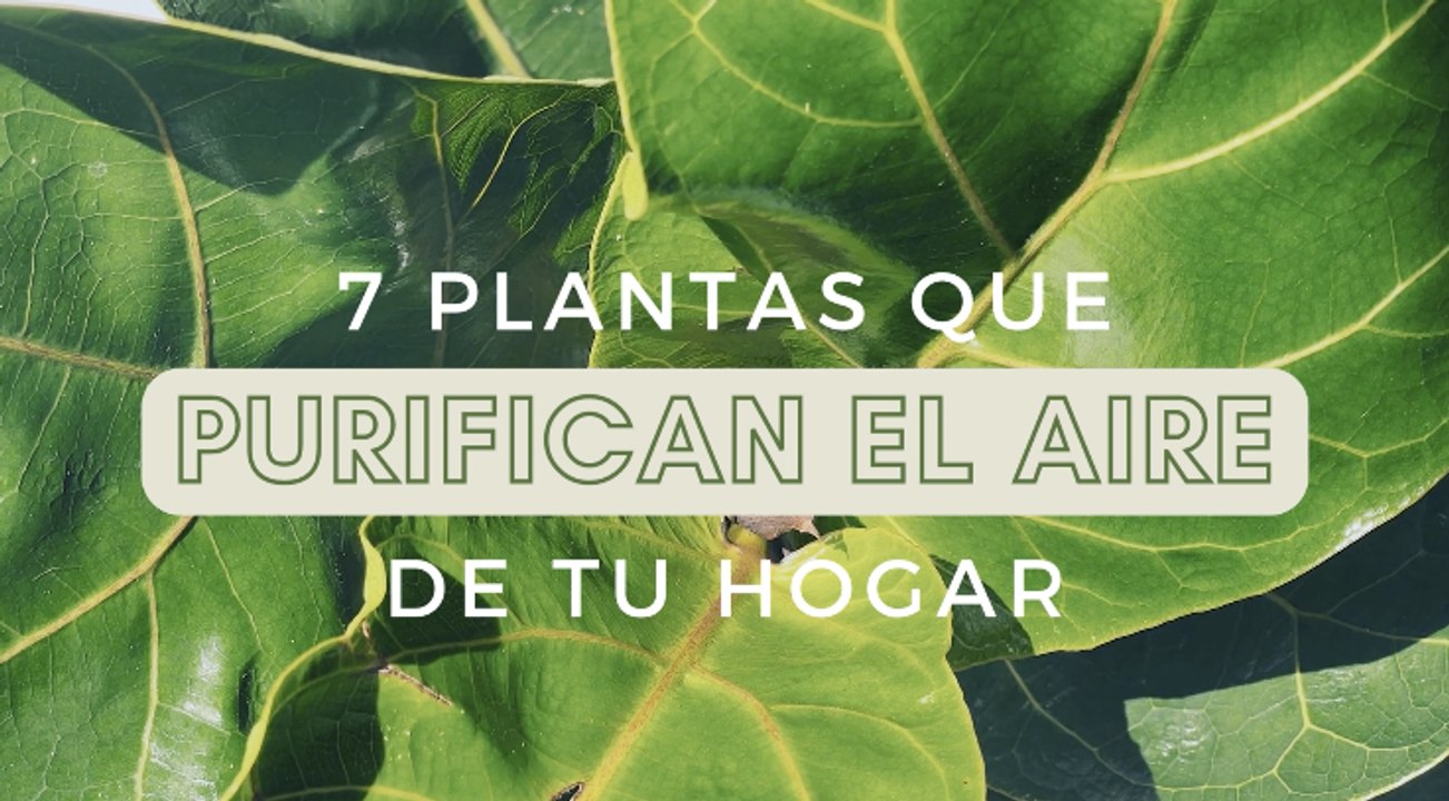 16 plantas que purifican tu casa