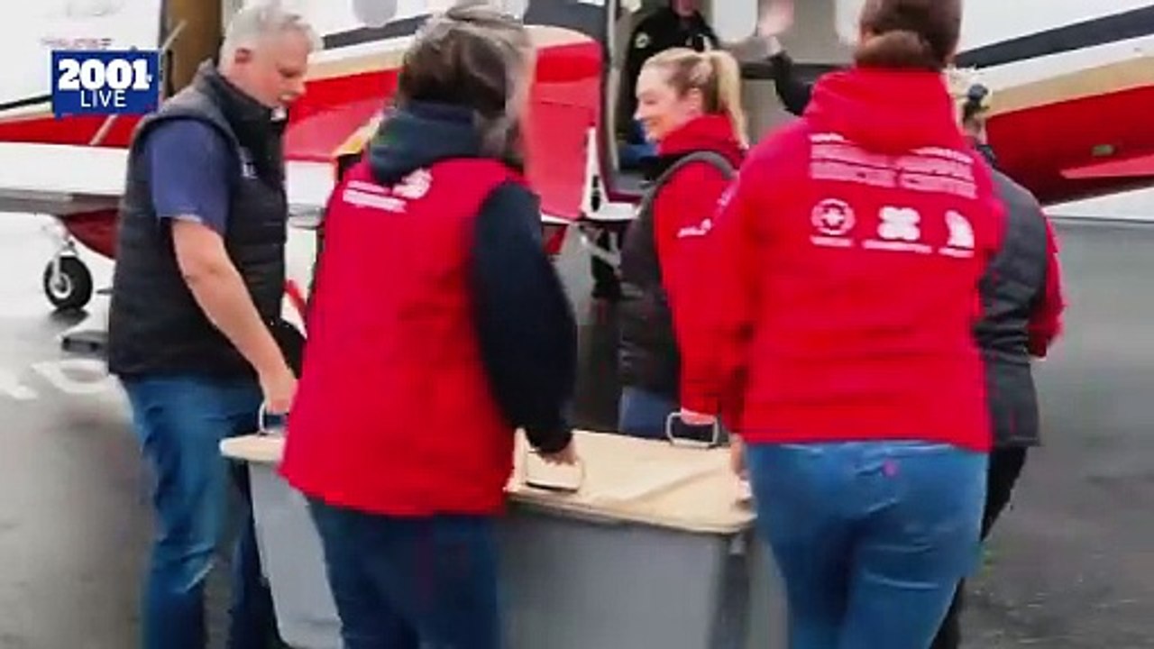 Tortuga liberada tras su recuperación