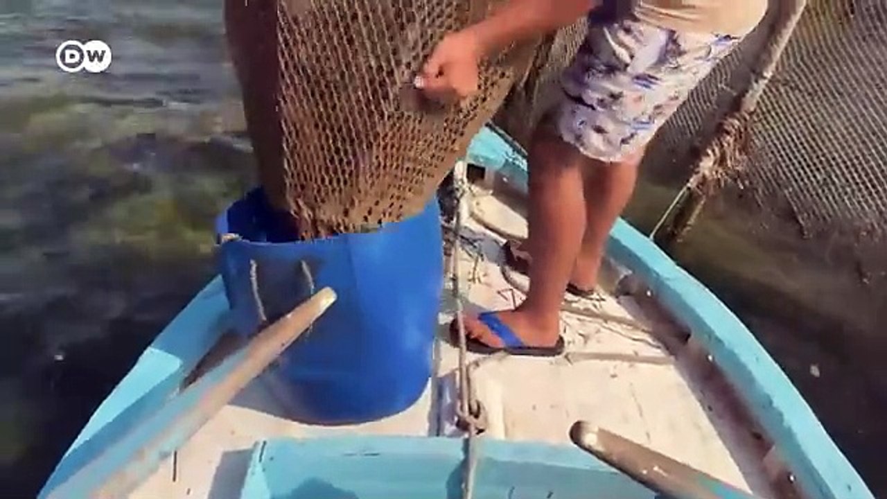 Fight against illegal fishing | DW Documentary