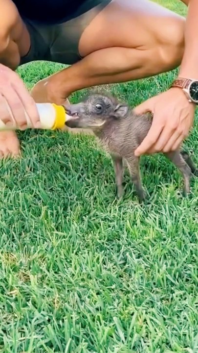Small Creature feeding   #feeding #milk