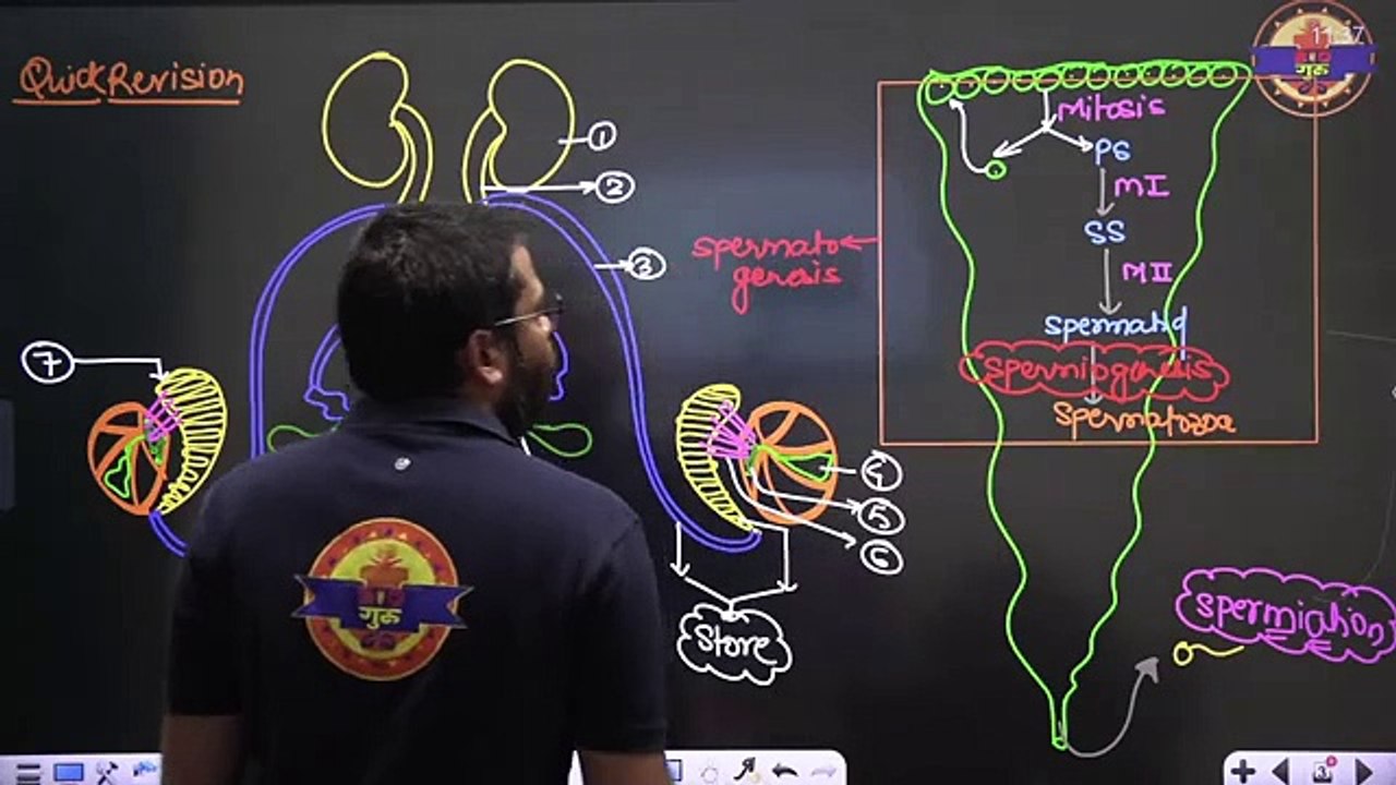 Human Reproduction 03 | Female Reproductive system