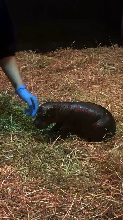 "Moo Deng? Quem?" Zoo de Edimburgo apresenta cria de hipopótamo-pigmeu