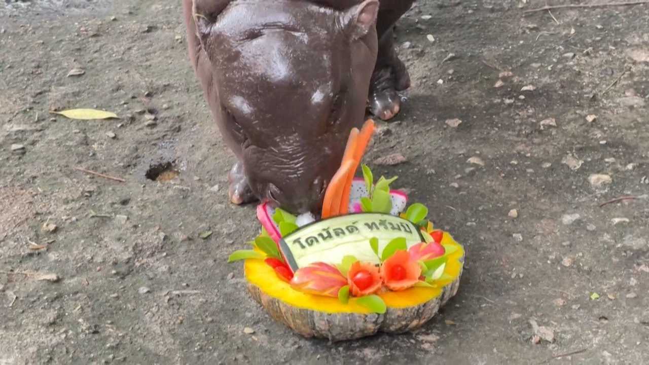 L’hippopotame Moo Deng prédit la victoire de Donald Trump