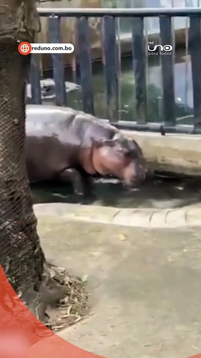 Hipopótamo Moo Deng predice el futuro en las elecciones de EE. UU.