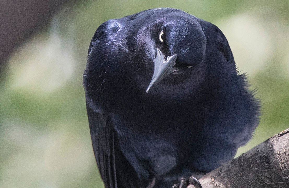 Crows can hold a grudge for 17 years