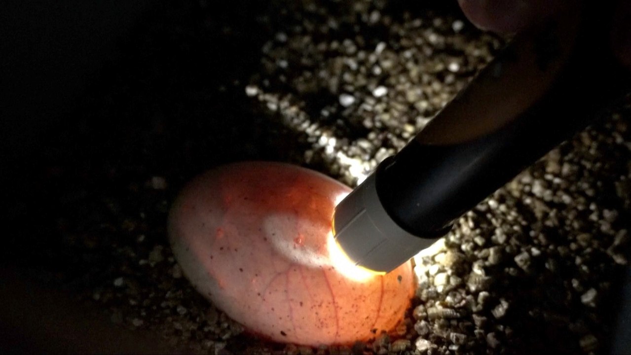 Is This The Real Life Mother of Dragons in Spain?