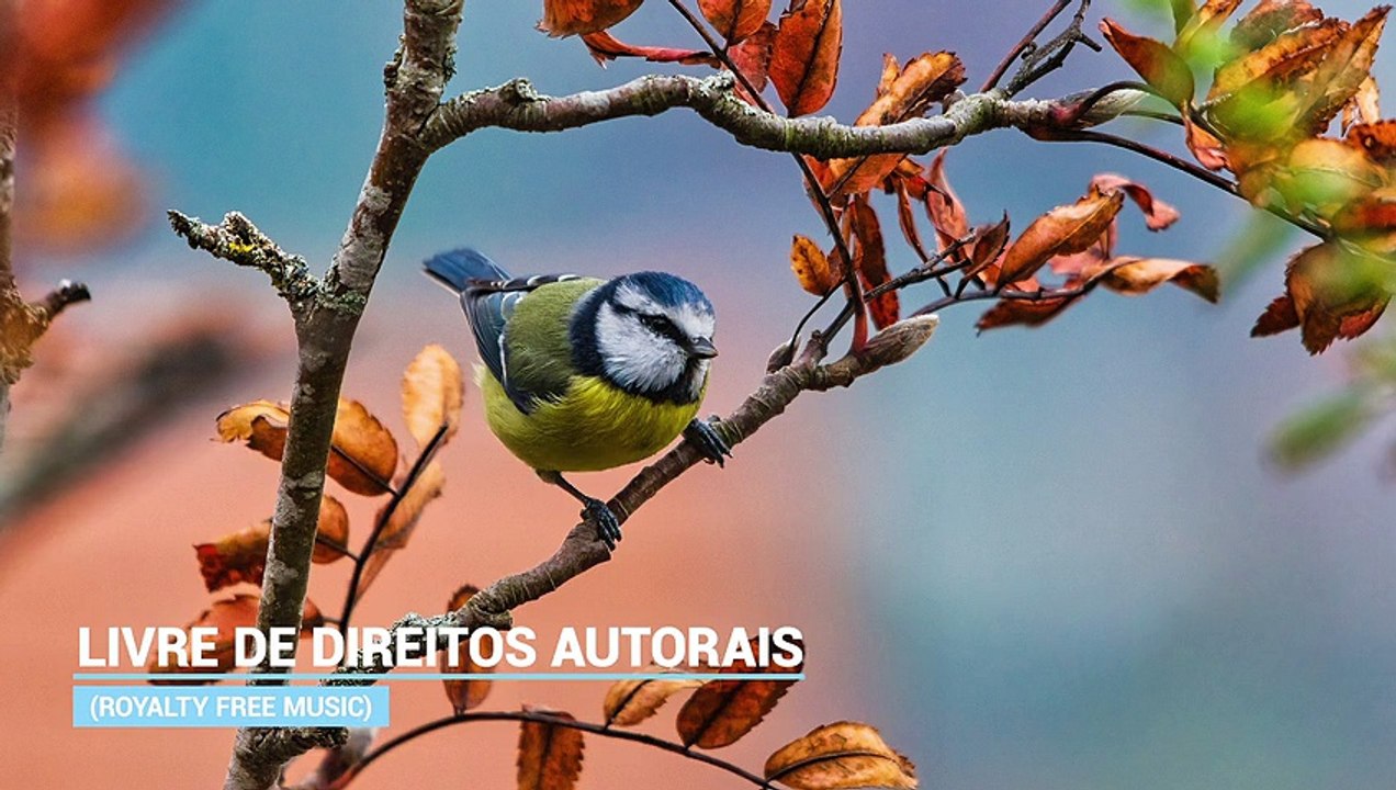 ✅Relaxamento- Atrair boas energias aliviando o estresse- Sono e equilíbrio emocional