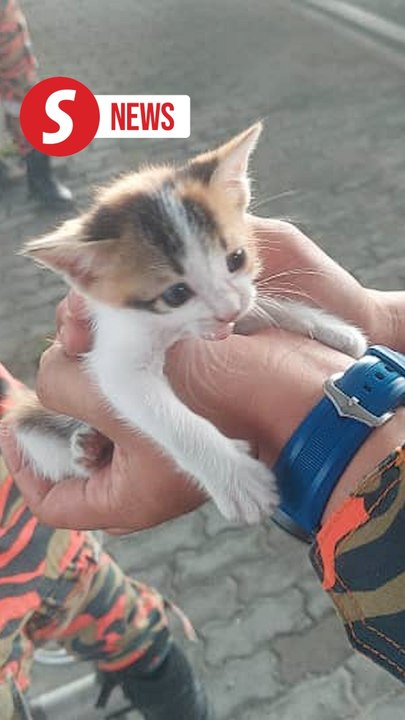 Firefighters brave rush hour traffic to rescue kitten trapped under flyover