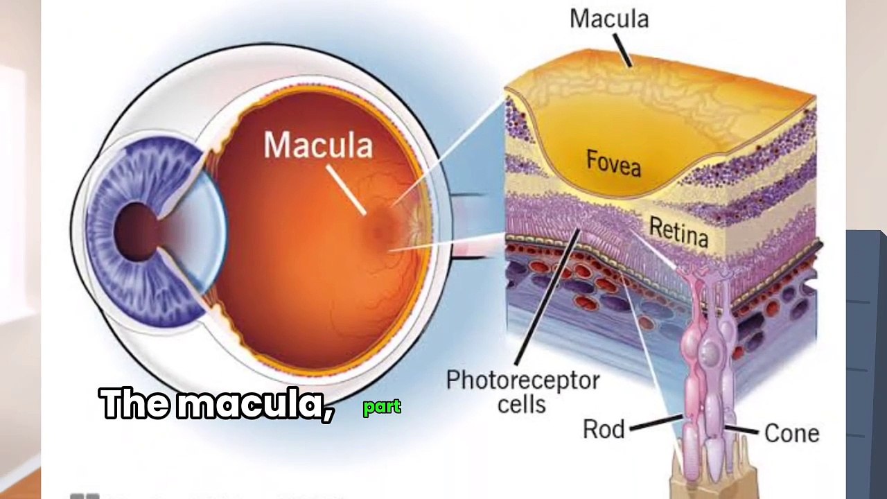 Macular Degeneration Explained: Symptoms, Causes, and Treatments!