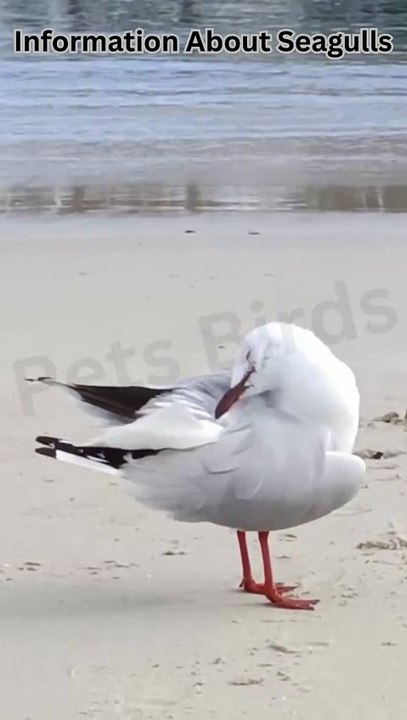How Seagulls Adapt to Coastal Environments