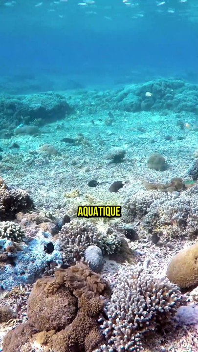 De l'idée à l'évidence