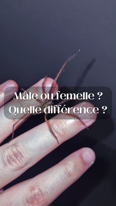 Différence en mâle et femelle chez les araignées ?