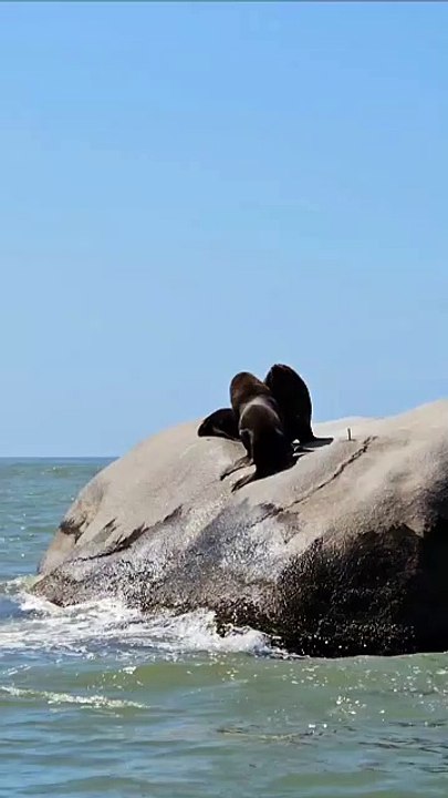 Banhista flagra disputa de leões-marinhos por espaço para descanso em Bombinhas