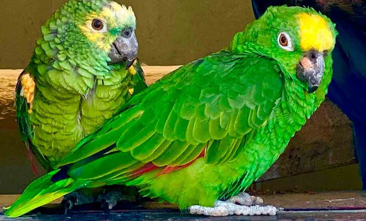 Video: Papukaija laulaa Beyoncén kappaletta ja rikkoo internetin