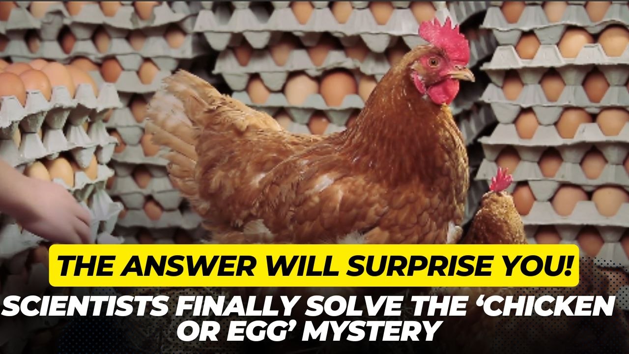 Scientists Finally Solve the ‘Chicken or Egg’ Mystery—And the Answer Will Surprise You!