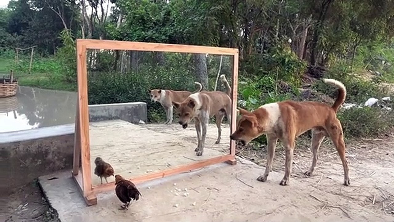 Videos | Short video | funny | animals | animal | hen | mirror | dog | entertainment
