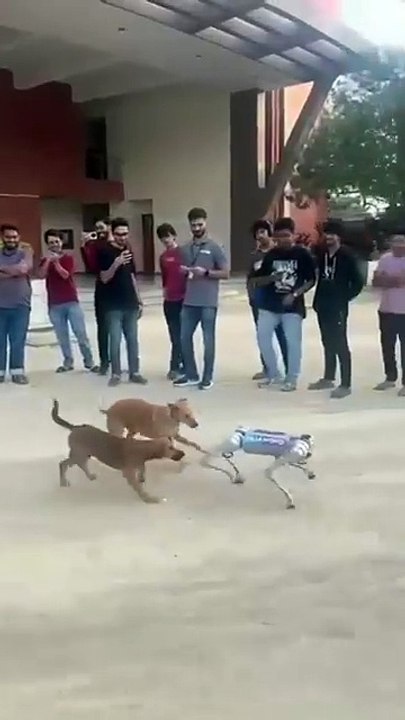 Videos | Short video | funny | dog | dog fight | robot | entertainment | animals cat